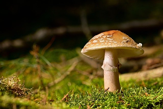 Часть съедобных грибов признали опасными