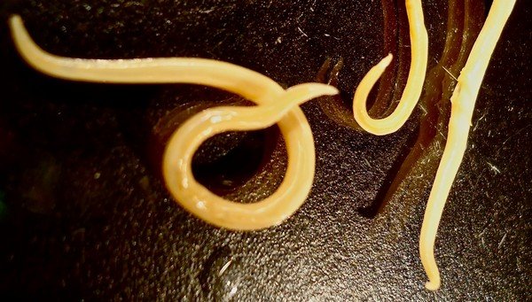 Новый вид червей обнаружили севастопольские ученые