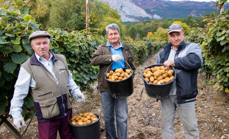 В Крыму начался сбор урожая киви