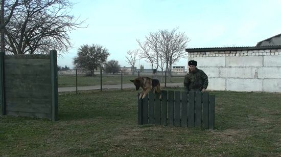 В кинологической службе ЧФ обучают 10 собак (фото)