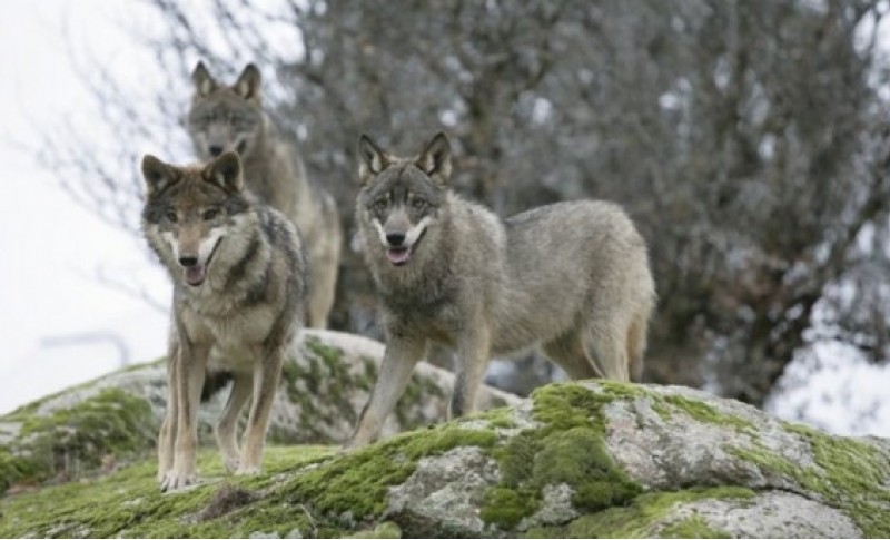 В лесах под Севастополем заметили волков