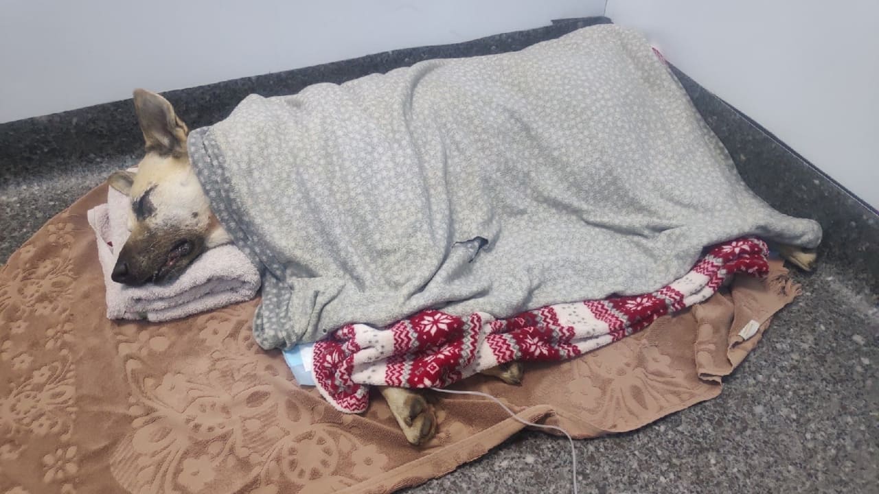 Натравил бойцовского пса и пытался добить сам: в Крыму спасают дворнягу