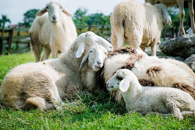 Крымчанин похитил овец, чтобы продать их