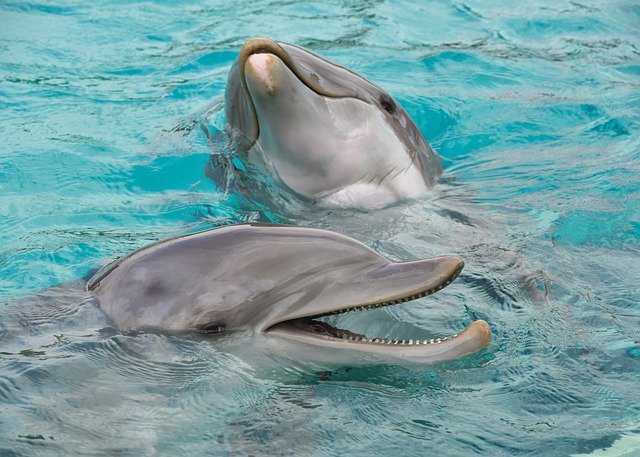 В Крыму загорелся дельфинарий