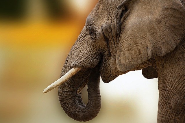 В сафари-парке «Тайган» появились слонихи