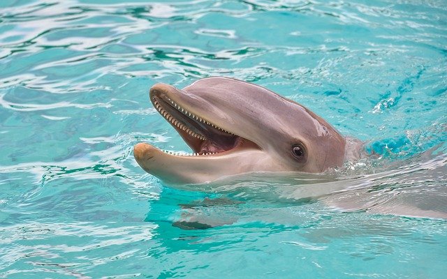 Более трехсот погибших дельфинов найдено на побережье Крыма с начала года