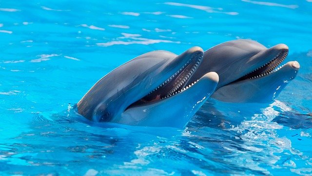 В РФ предложили запретить вылов китов и дельфинов