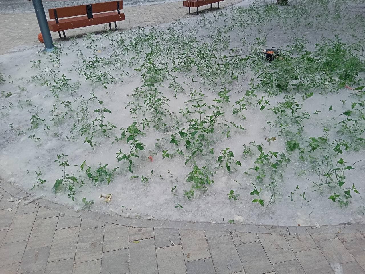 Парк в Симферополе завалило тополиным пухом (фото, видео)