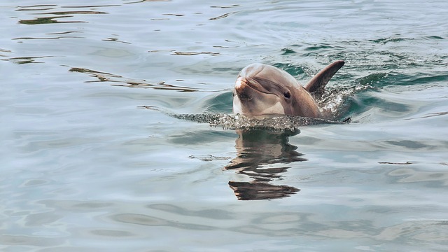 В Севастополе туристы спасли дельфиненка (видео)