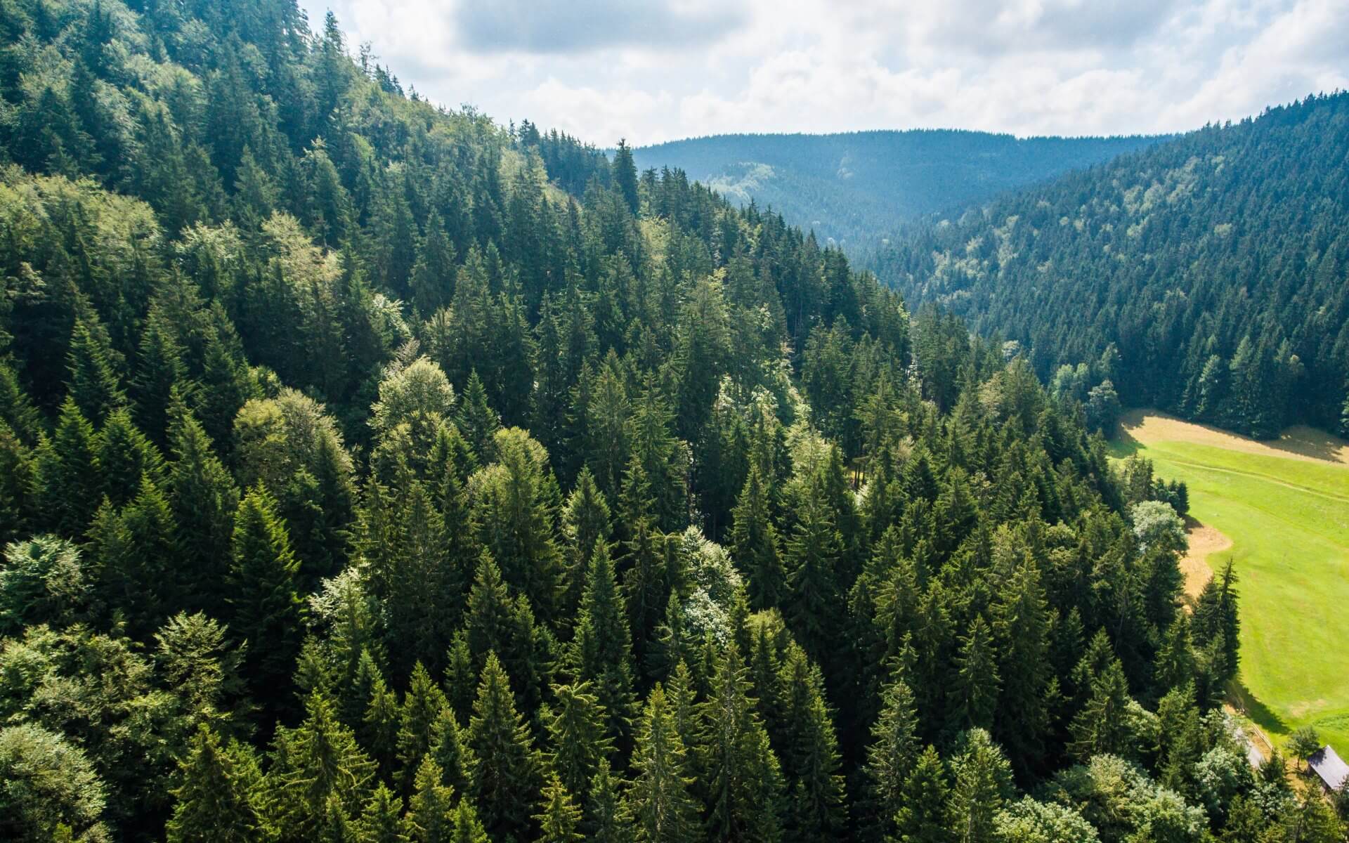 Минприроды исключило приватизацию лесов компаниями