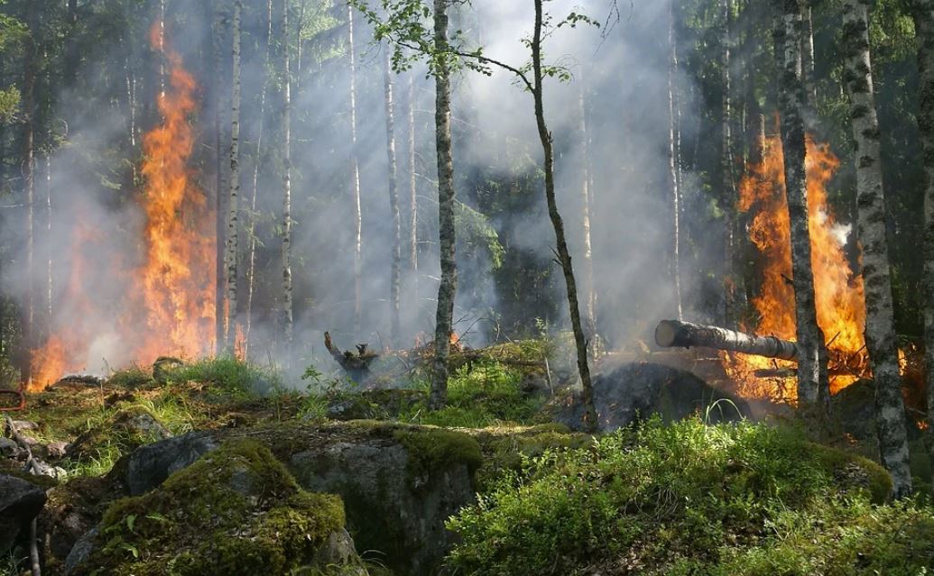 В Крыму растет угроза лесных пожаров — МЧС