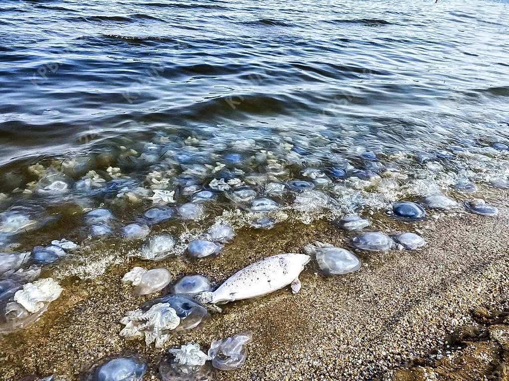 Гибель дельфинов и медуз у берегов крымского Щелкино ученые объяснили «красным приливом»