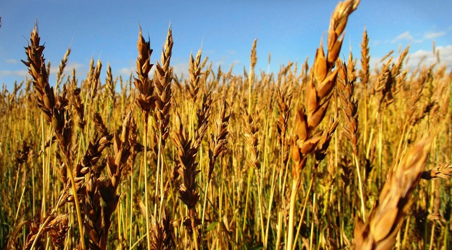 Крымские аграрии намерены посеять более 540 тысяч гектаров озимых культур