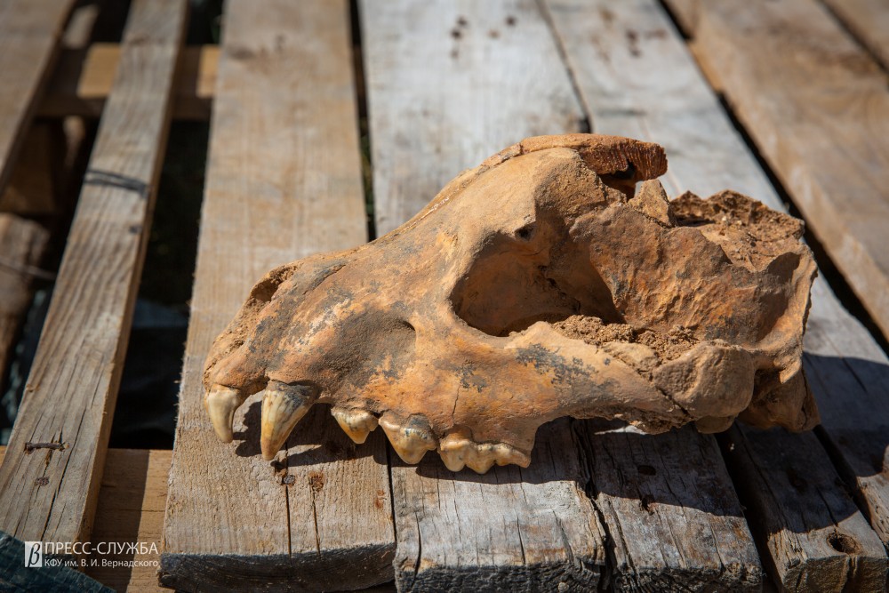 Впервые на территории Европы: в пещере «Таврида» в Крыму найден череп гигантской гиены