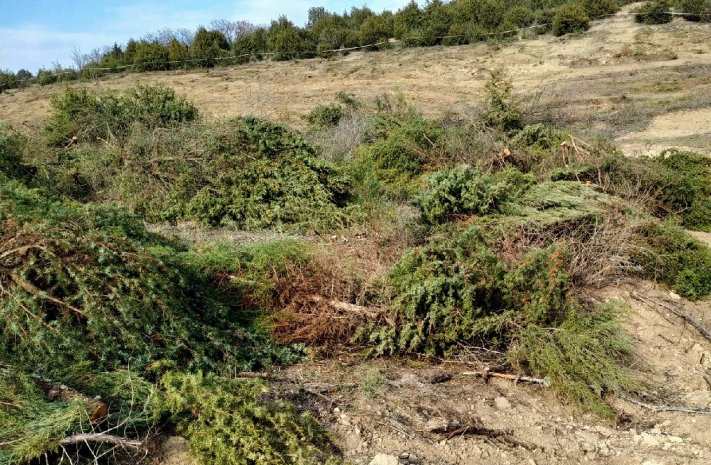 В Севастополе вблизи Херсонеса вырубят 78 деревьев