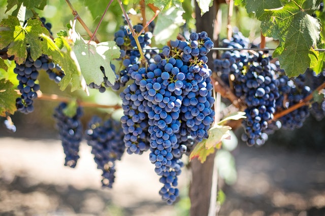 Крымчанин украл с поля винзавода почти тонну винограда