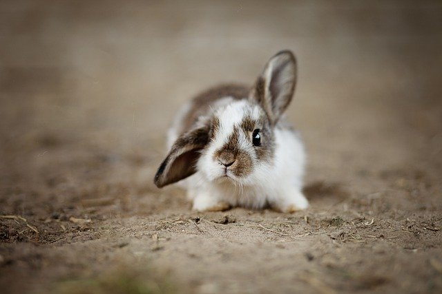Более двух тысяч кроликов арестованы за долги российского предпринимателя