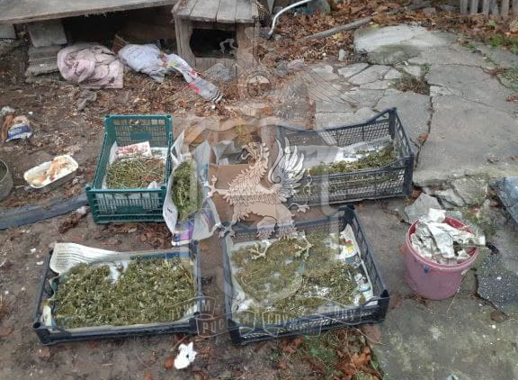 Балаклавец вырастил на приусадебном участке два кг марихуаны