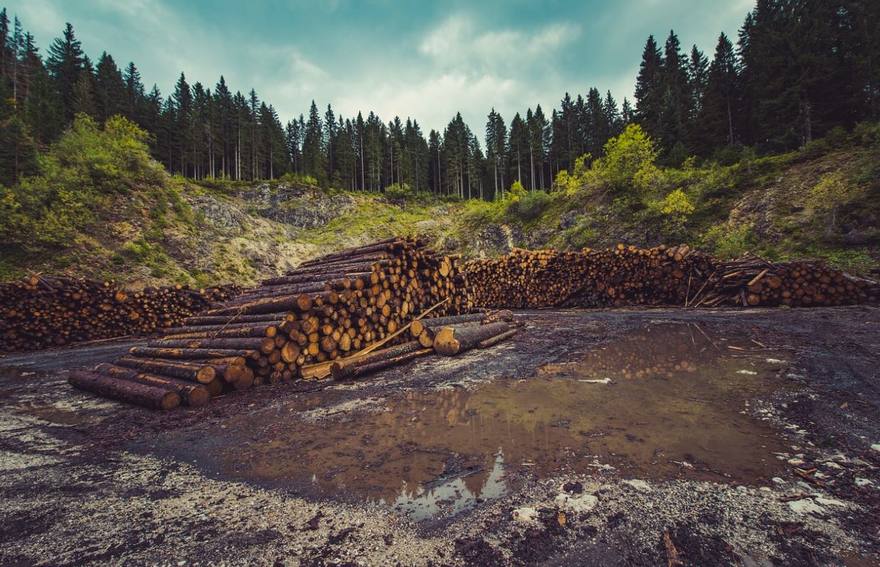 Мировые лидеры договорились прекратить вырубку лесов к 2030 году