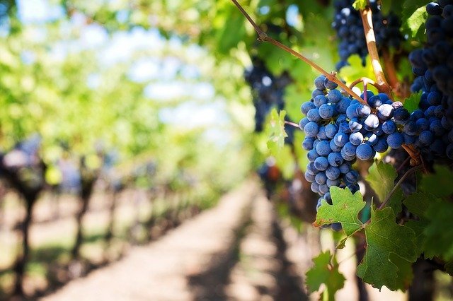 «Лидируют «Артвин» и «Золотая балка»: севастопольские предприятия собрали более 20 тыс тонн винограда