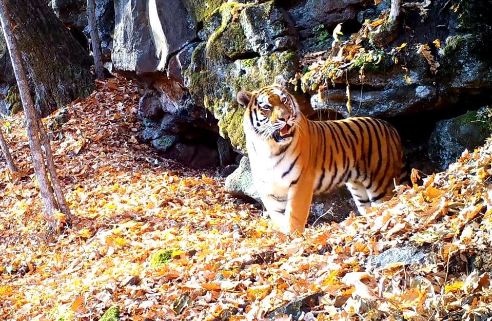 В Якутии впервые за 50 лет обнаружены амурские тигры