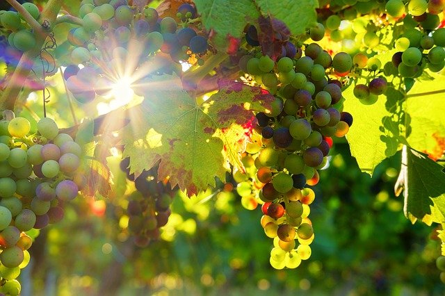 В Крыму ожидают максимальный урожай винограда