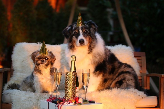 Кинологи рассказали, как подготовить собаку к салютам и петардам в новогоднюю ночь