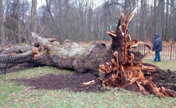 Ураган уничтожил главное дерево России