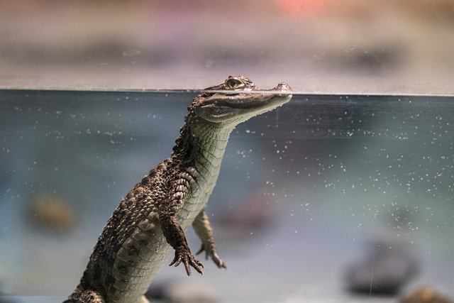 «Сдадим помещение под пивной ларек»: крокодиляриум в Ялте оказался под угрозой закрытия
