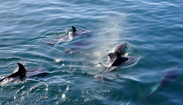 В Севастополе волонтеры разыскивают пострадавшего дельфина (ВИДЕО)