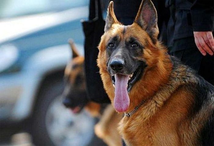 В Ялте служебная собака по «горячим следам» нашла убийцу