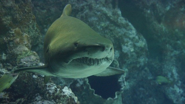 В Крыму откроют первый на полуострове парк с бассейном для акул