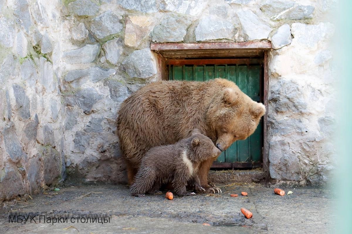 В крымском зооуголке показали подросшего медвежонка Глашу
