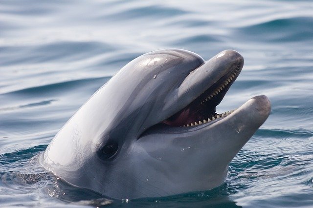На морском берегу под Севастополем нашли мертвого детёныша дельфина