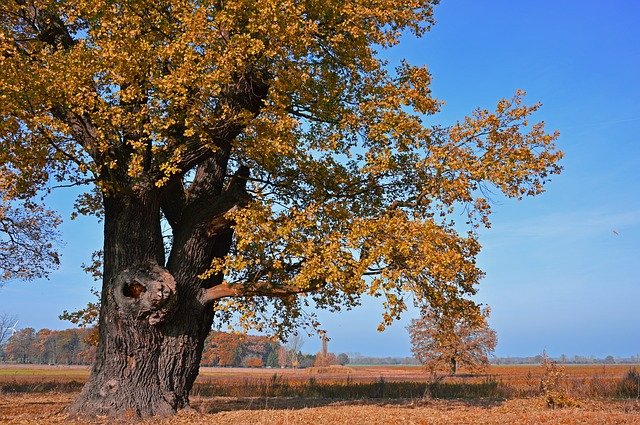 Крымчанин заплатит почти 2 млн рублей за уничтожение столетнего дуба на своем участке