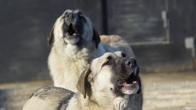 Агрессивных собак в Крыму поместят в специальный приют