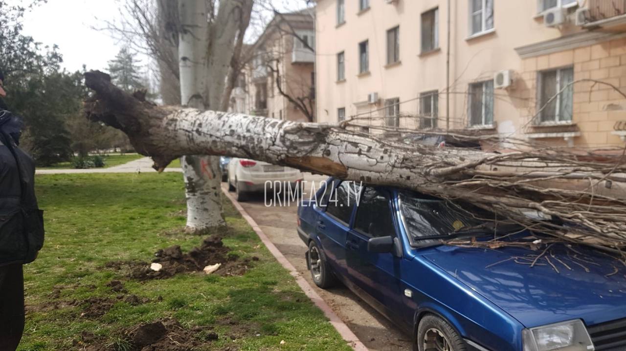 В Крыму на припаркованный автомобиль рухнул тополь (фото)