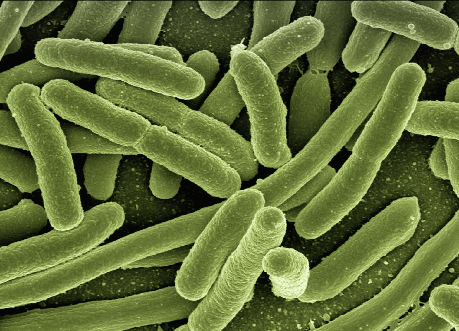 Синтезированные бактерии могут производить лекарство в организме человека