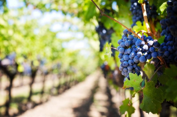Агропредприятия Севастополя заложили весной более 200 га виноградников