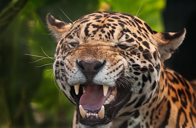 В крымском сафари-парке «Тайган» ягуар напал на человека