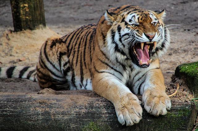 Директор крымского парка львов предстанет перед судом по делу о покусанном тигром ребенке