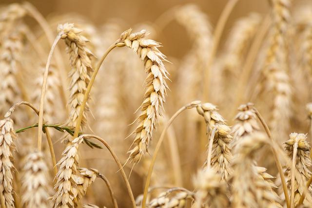 В Крыму есть все предпосылки для отличного урожая зерна – Аксенов