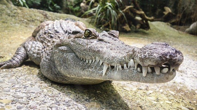 На крокодиловой ферме в Крыму выявили многочисленные нарушения условий содержания рептилий