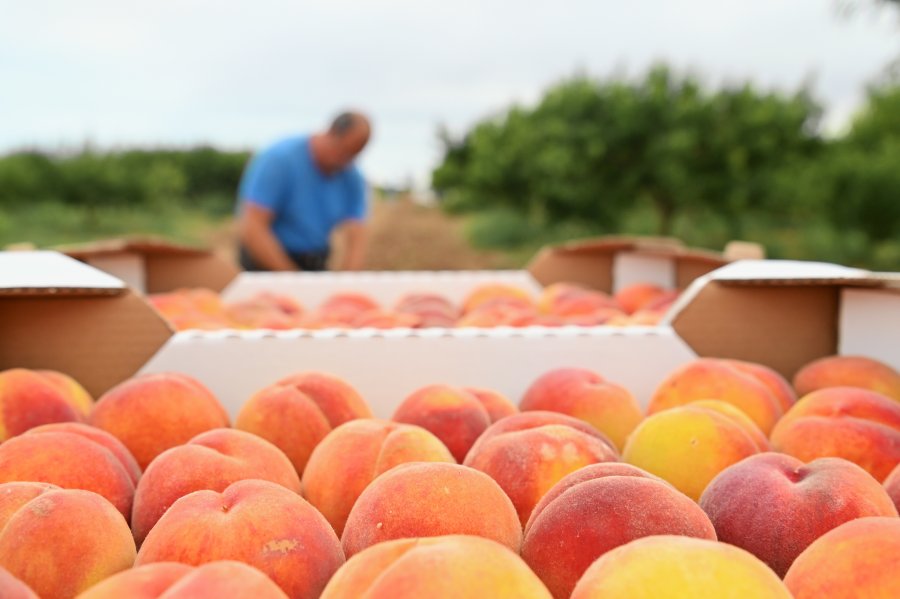 В Севастополе в этом году соберут более 220 тонн персиков