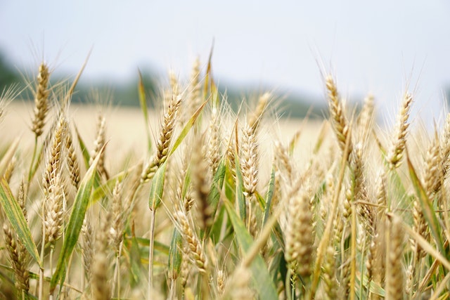 Крымские аграрии намолотили свыше 1 млн тонн зерновых и зернобобовых культур
