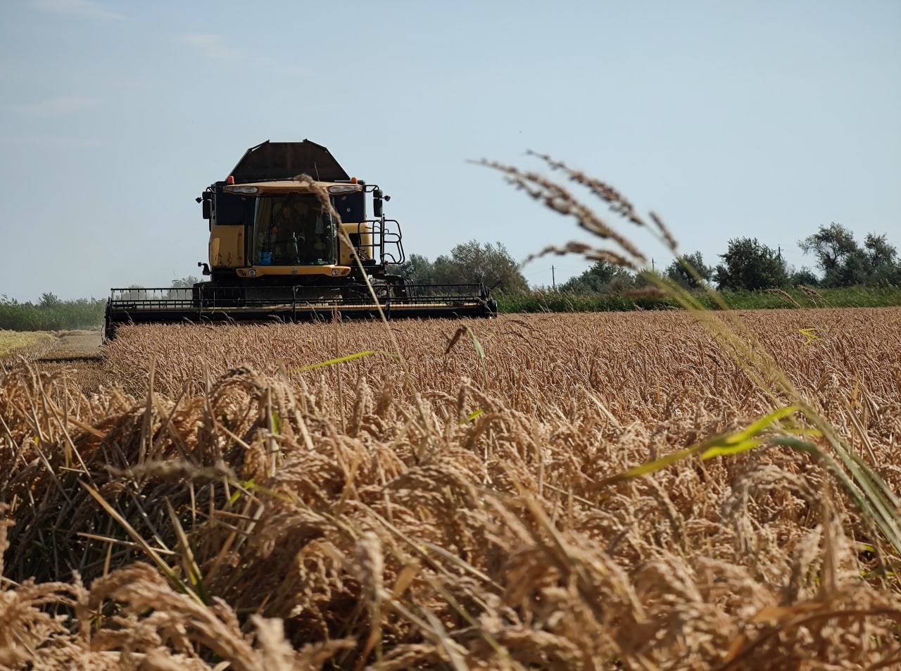 В Крыму стартует уборка риса, посеянного впервые за восемь лет