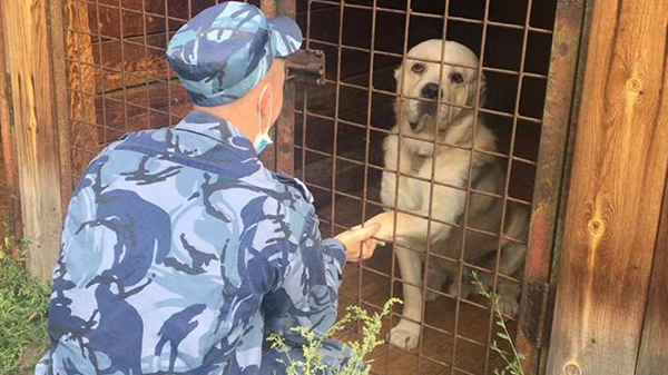 Мобилизованные крымчане смогут оставить своих домашних животных в приютах