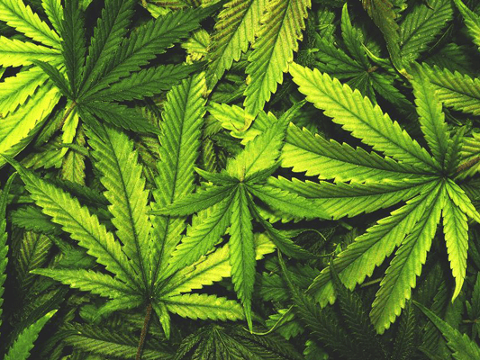 Крымчанин выращивал на участке марихуану и может «присесть» на три года