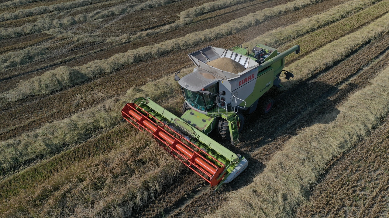 Почти 6 тысяч тонн: в Крыму впервые с 2013 года собрали урожай риса