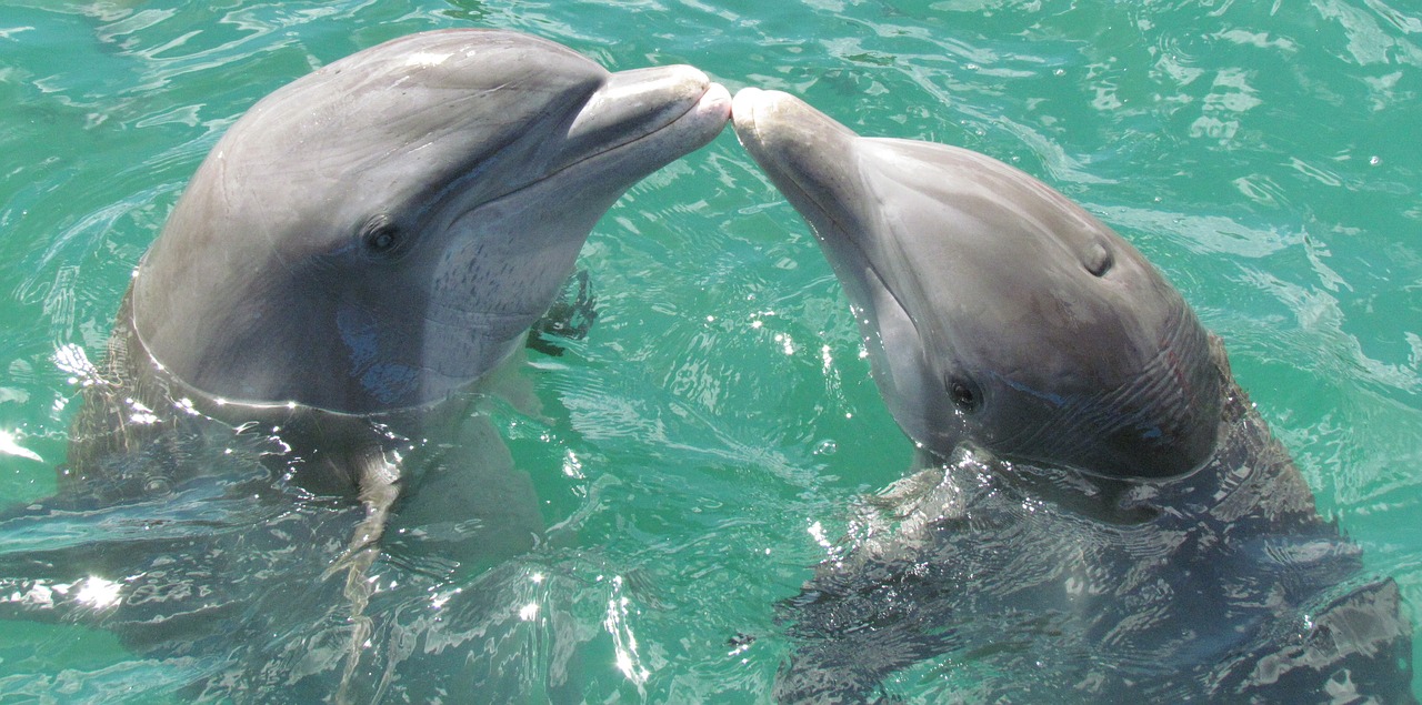Севастопольские дельфины мстят чиновникам за алчность